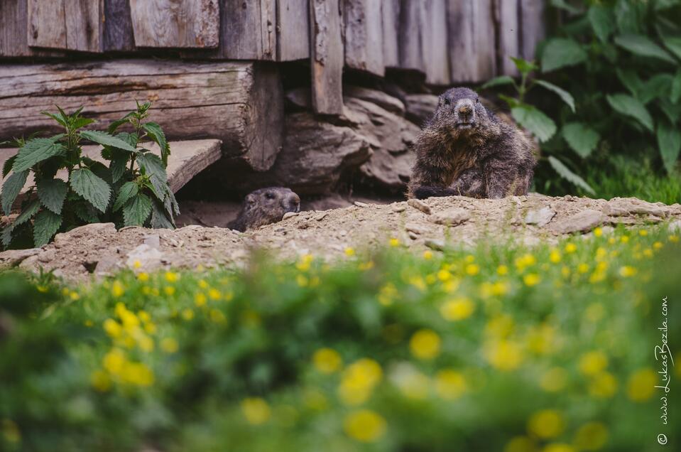 Murmeltiere auf der Galsterbergalm - Impression #1 | © Lukas Bezila
