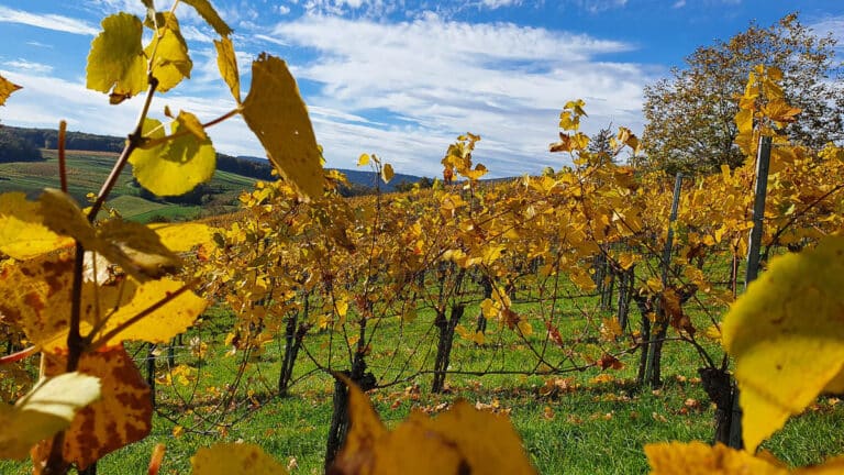 Weinweg der Sinne in St. Anna am Aigen